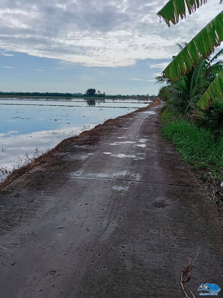 Đất ruộng 7.330m² tại Vĩnh Thông, Rạch Giá - Đầu tư lý tưởng chỉ 360 triệu!