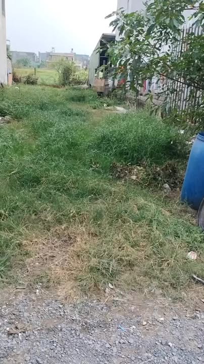 Lô đất thổ cư 217m² tại Mỹ Hạnh, Đức Hòa - Giá chỉ 1.6 tỷ - Sổ hồng chính chủ!