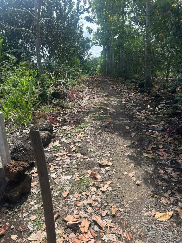 Đất vườn trái cây Phú Lập - Tân Phú 2568m² giá chỉ 999 triệu - Cơ hội đầu tư hấp dẫn!