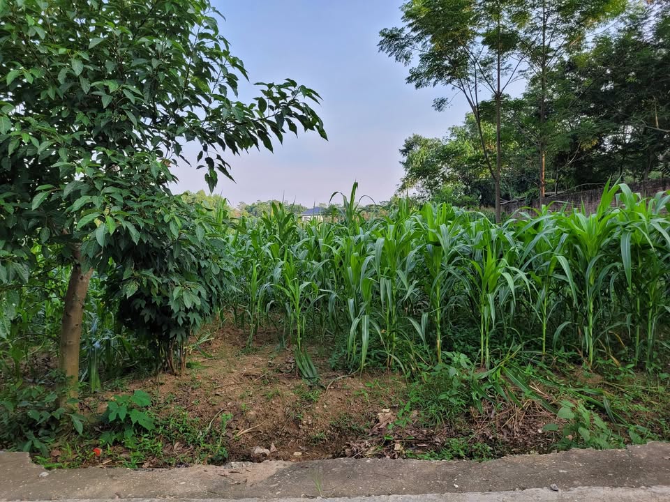 Đất nền Khu 12 Kim Đức, Việt Trì 79m² giá 1.2 tỷ - Đường ô tô tránh nhau thoải mái!