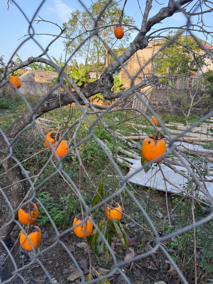 Đất Nền Trung Tâm Nghi Sơn 750m² Chỉ 790 Triệu - Đường Ô Tô Vào Tận Đất!