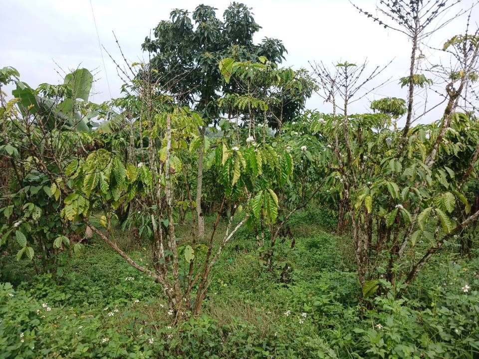 Đất cafe Lộc Ngãi 3600m² giá thỏa thuận - Cơ hội đầu tư hấp dẫn!