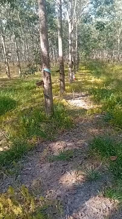 Farm đất cao su 6ha Tân Hòa, Tân Châu - Giá chỉ 2 tỷ, cạo ngay!