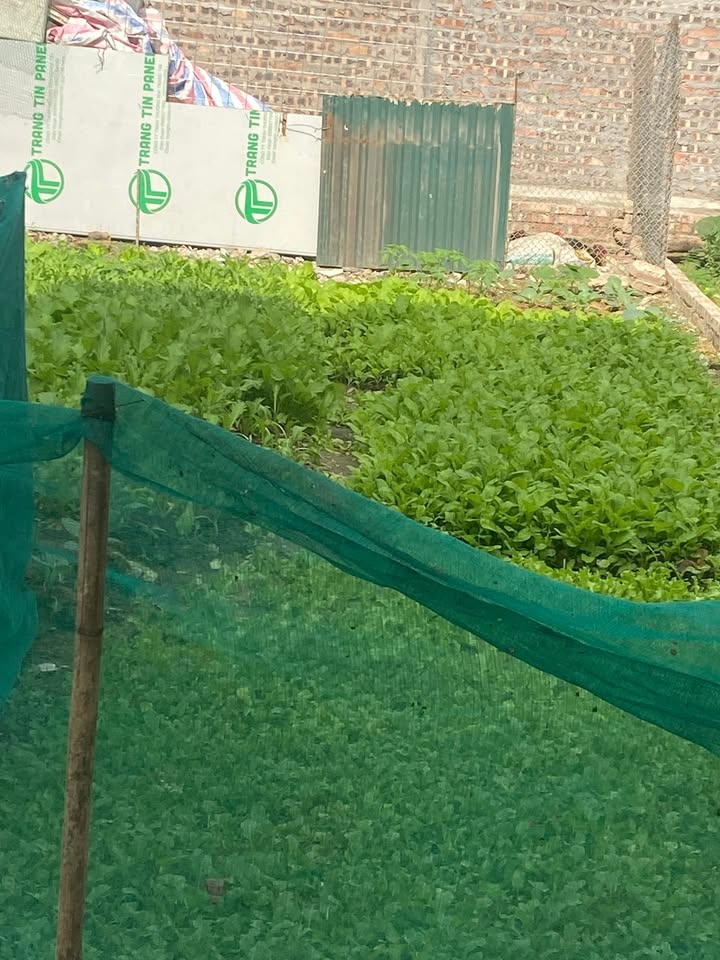 Đất nền thôn Yên Nho, Gia Đông, Thuận Thành 61m² - Mặt tiền rộng, ô tô vào tận nơi!