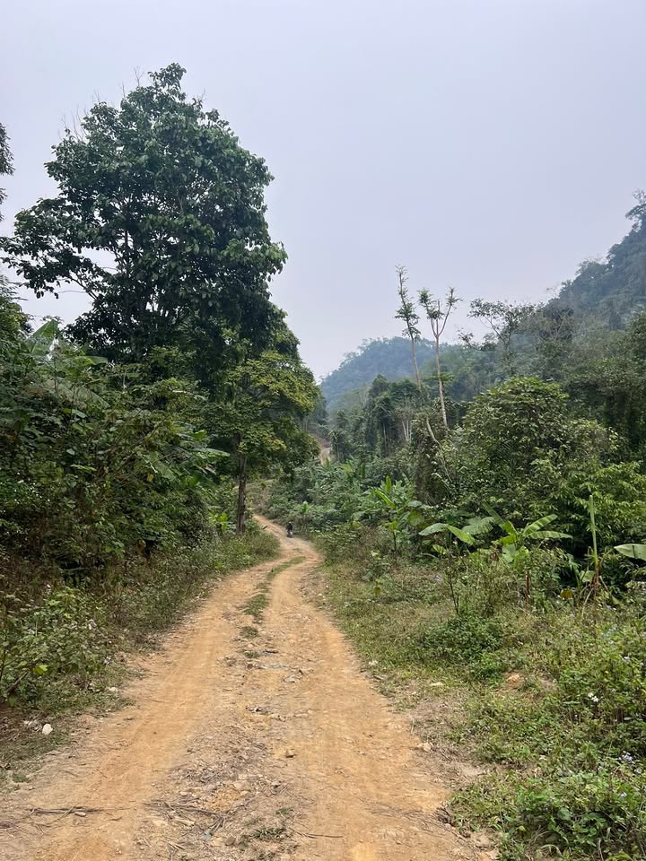 Đất rừng sản xuất 1,3ha tại xã Quang Thuận, Bắc Kạn - Giá chỉ 386 triệu!