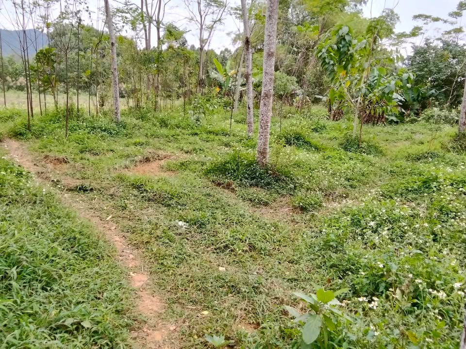 Đất nền Liên Sơn Lương Sơn 2540m² giá chỉ 2 triệu/m² - Cần bán gấp trước Tết!