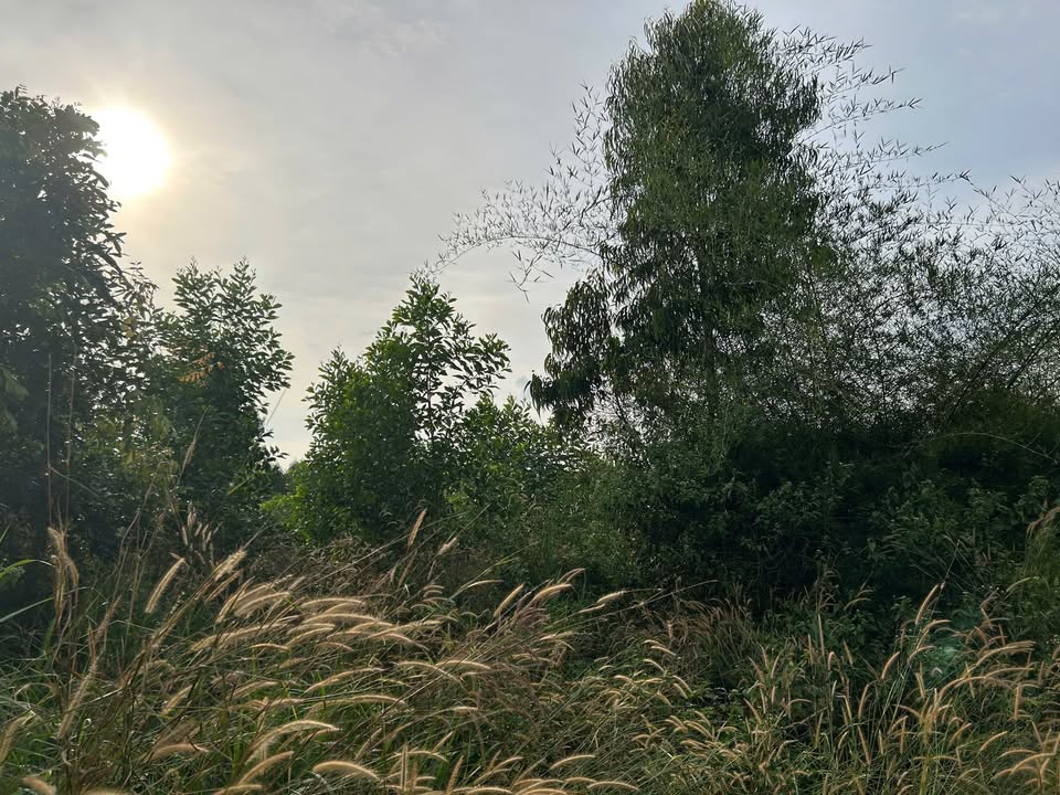 Đất nông nghiệp Tân Xuân 1,2 ha giá chỉ 1,1 tỷ - Cơ hội đầu tư hấp dẫn!