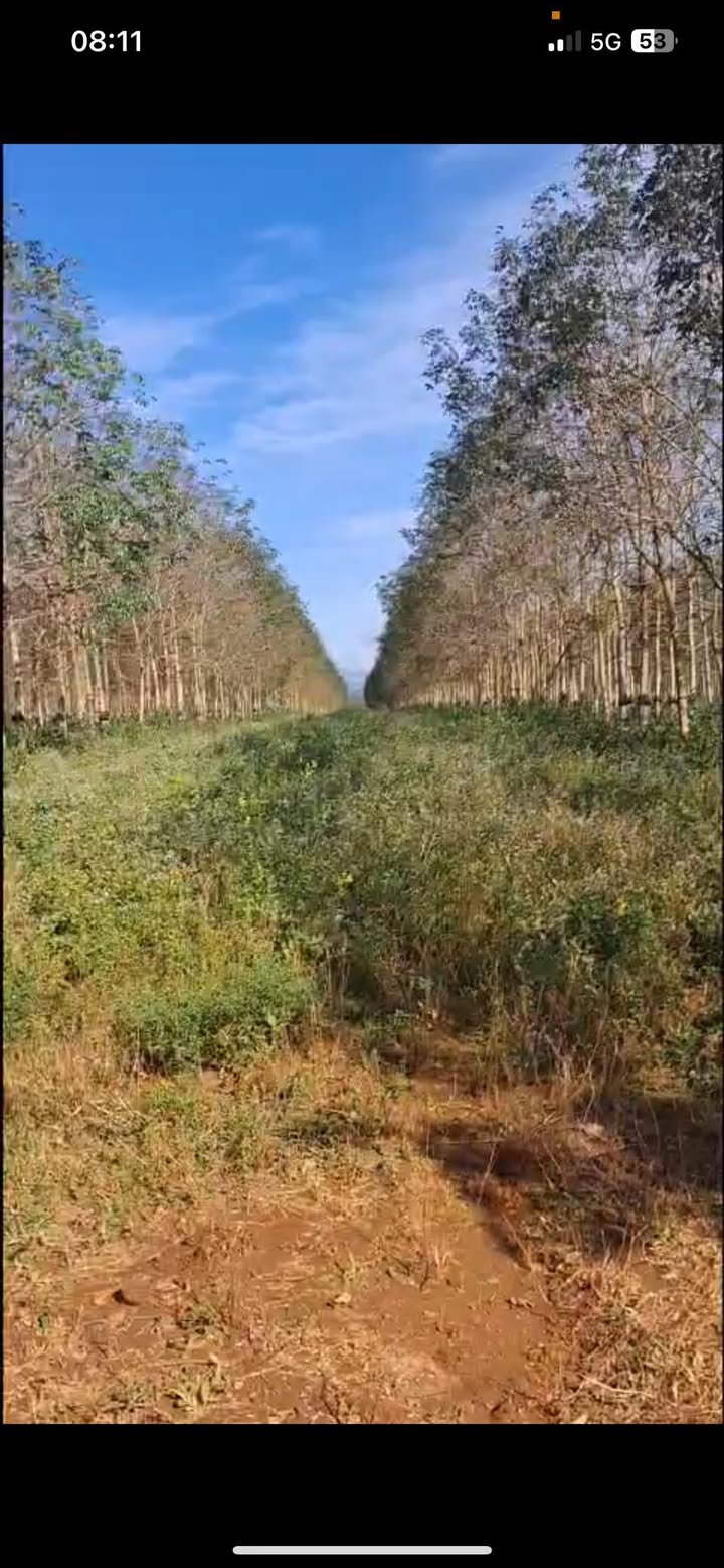 Farm cho thuê 28ha tại Ia Pếch, Gia Lai - Giá chỉ 7 triệu/ha/tháng