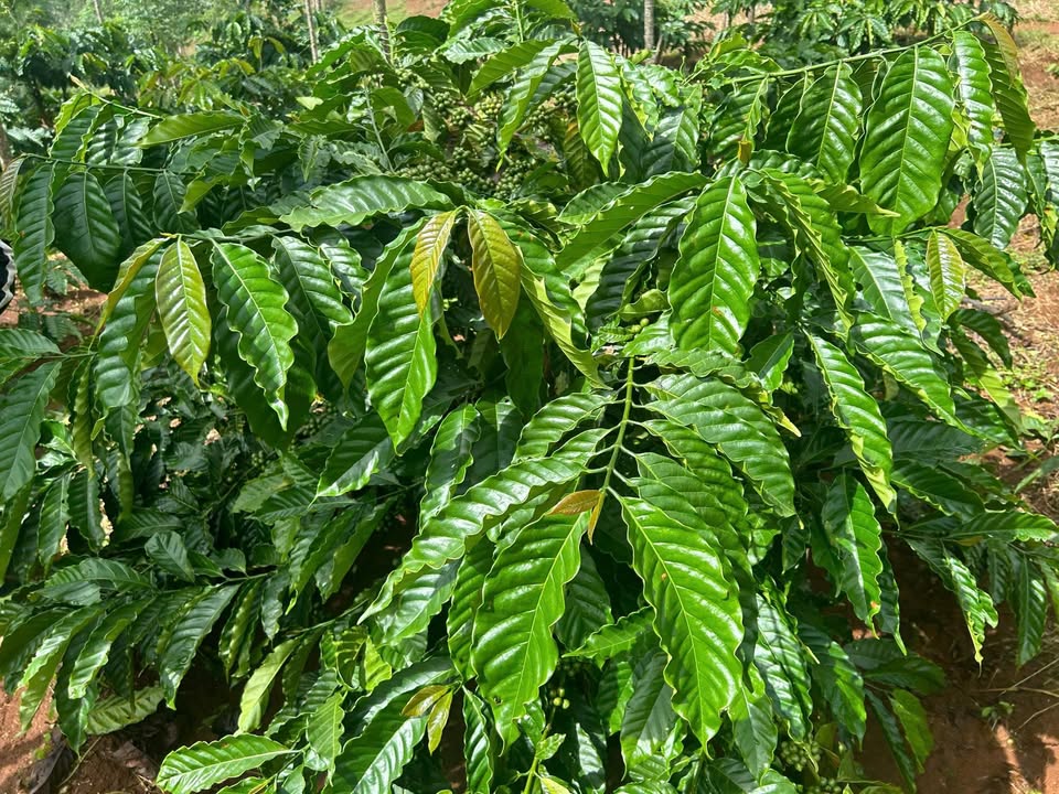 Cho thuê Farm 2,7ha tại Ea H'leo, Đắk Lắk - Cơ hội đầu tư hấp dẫn!