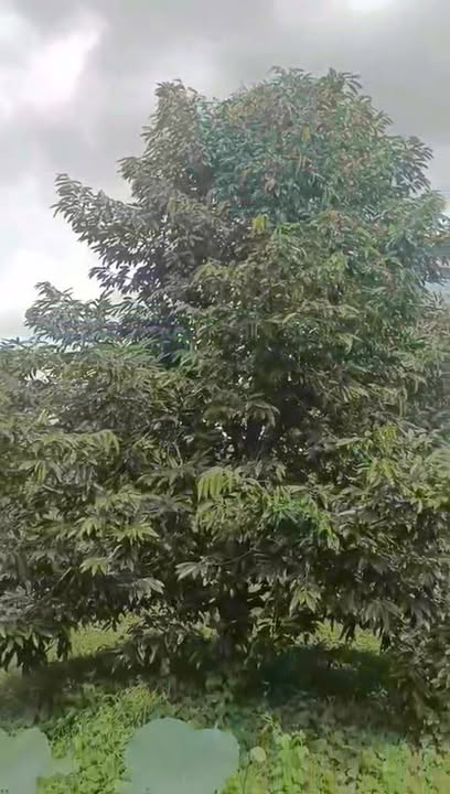 Farm 25 công sầu riêng Phú Cường Tân Hồng 3.5 tỷ - Đầu tư sinh lời hấp dẫn!