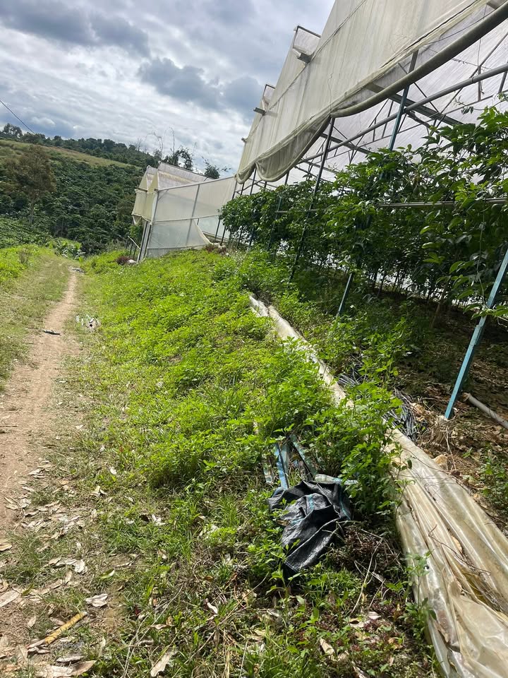 Đất Phú Sơn Lâm Hà 90.000m² giá 2.4 tỷ - Cơ hội đầu tư sinh lời!