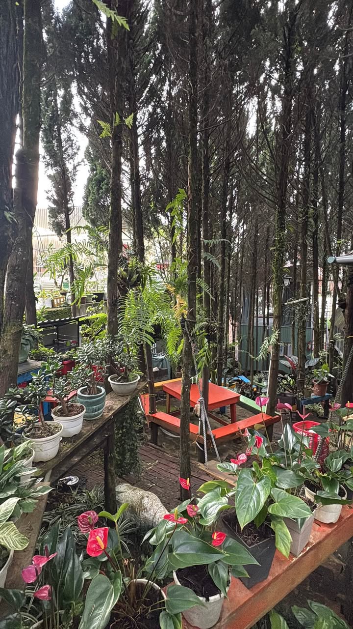 Homestay Đà Lạt 800m² giá 26 triệu - Đầu tư sinh lời ngay