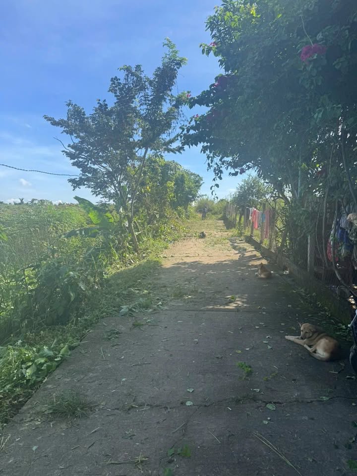 Đất thổ cư 460m² tại thôn 6, xã Đoàn Kết, Kon Tum - Đầu tư sinh lời hấp dẫn!