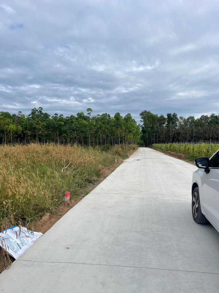 Đất phân lô Chánh Phú Hòa Bến Cát 1560m² giá 20 tỷ - Đầu tư sinh lời ngay!