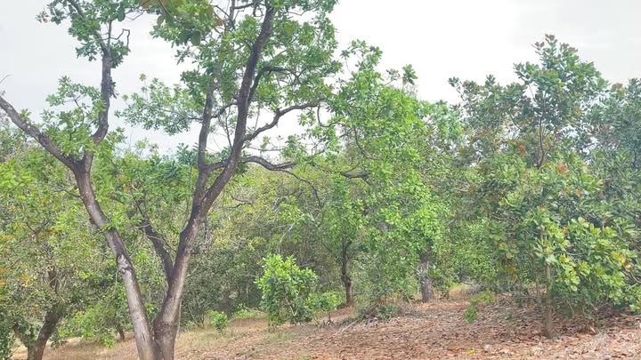 Đất nền 18800m² tại Phú Trung, Phú Riềng giá 1.85 tỷ - Cơ hội đầu tư tuyệt vời!