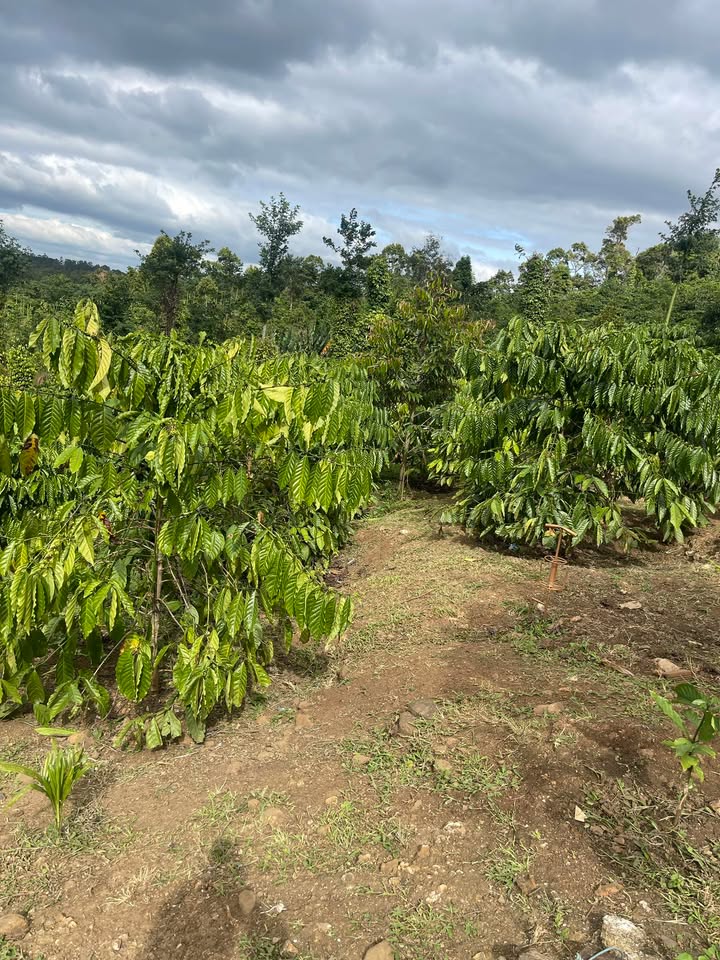 Đất nông nghiệp Đắk Lao 5800m² giá 1.9 tỷ - Cơ hội đầu tư sinh lời!