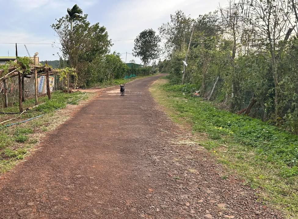 Đất nền Trường Xuân 1000m² giá 1.4 tỷ - Pháp lý sổ hồng, sang tên ngay!