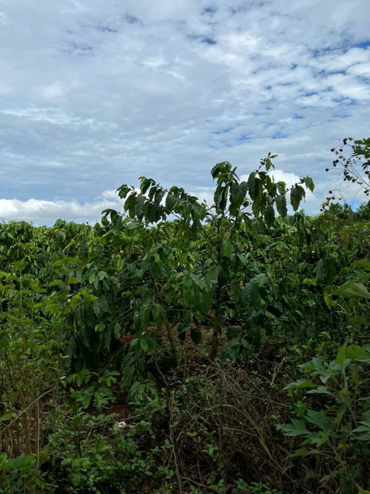 Đất nông nghiệp Ia Băng - Đăk Đoa 23600m² giá 25 tỷ - Lô góc 2 mặt tiền đắc địa!