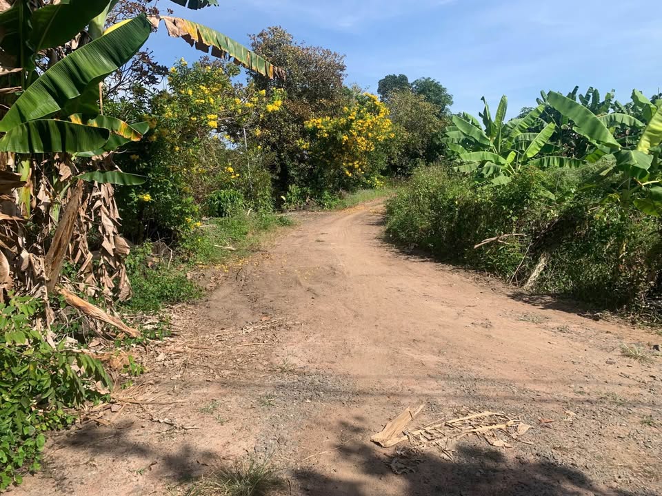 Đất nền Phú Hoà Định Quán 2300m² giá 750 triệu - Sổ hồng chính chủ, tiện ích đầy đủ!