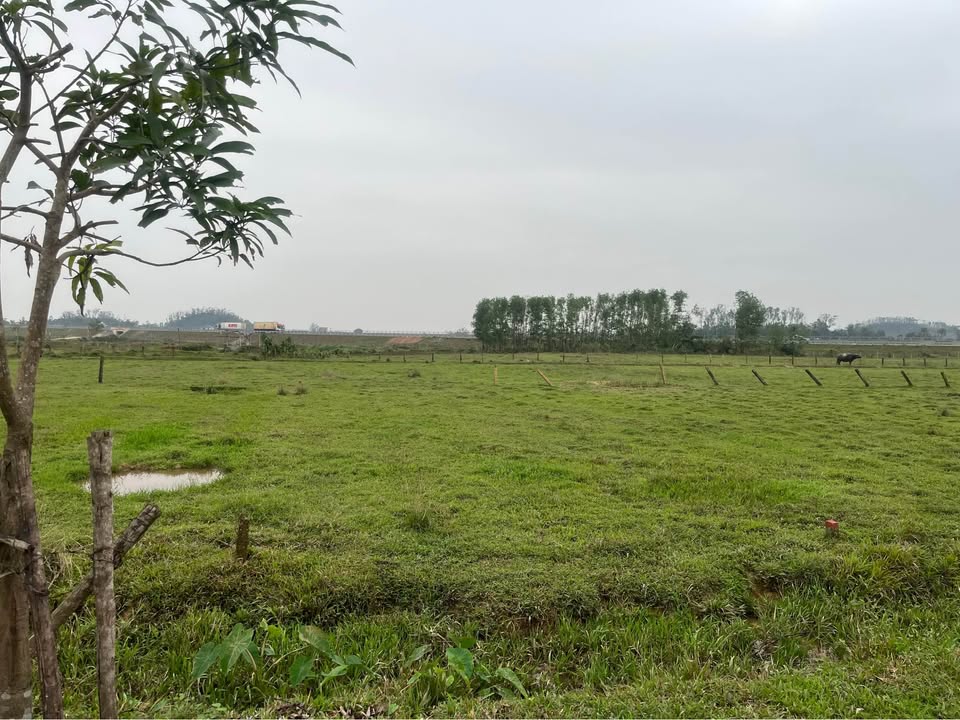 Đất thổ cư Thạch Ngọc 200m² giá 1 tỷ - Cơ hội đầu tư sinh lời!