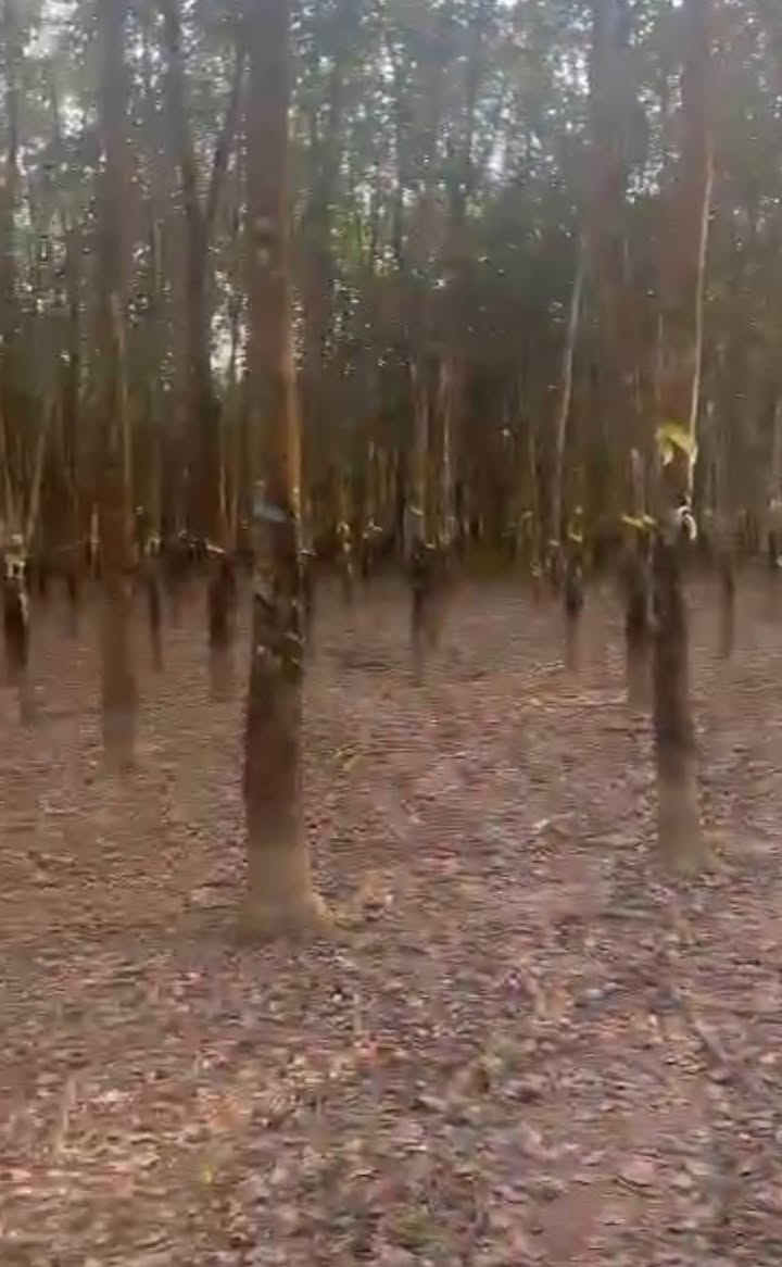 Đất cao su 2 héc tại phường Tân Đồng, Đồng Xoài - Giá chỉ 4.9 tỷ!