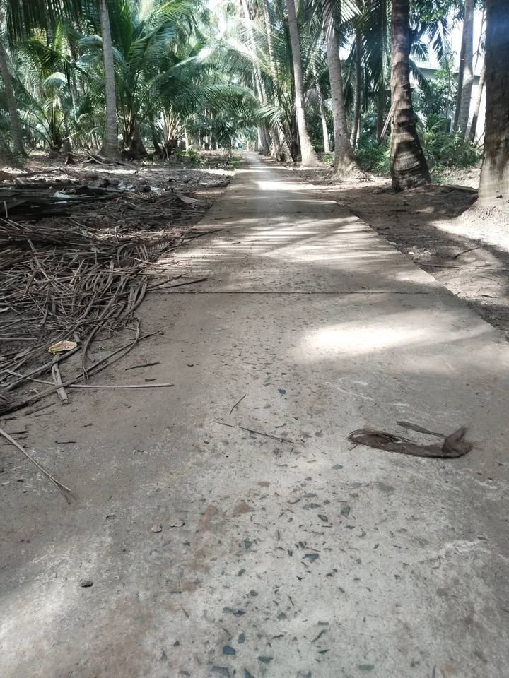 Farm Vang Quới Đông Bến Tre 56.000m² giá 1.96 tỷ - Đang cho thu hoạch trái dừa