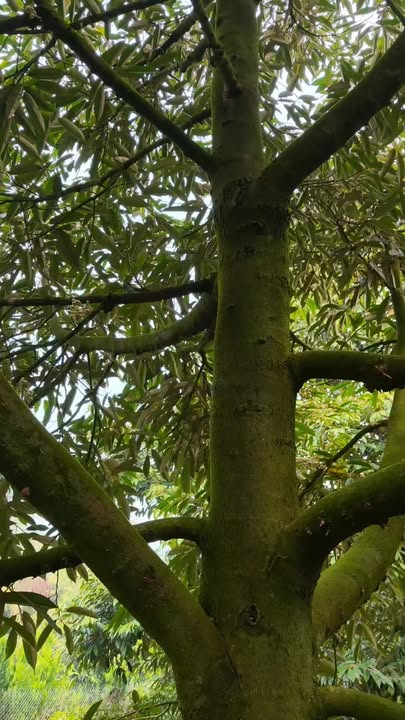 Farm cho thuê tại xã Phú An, huyện Cai Lậy, 53 gốc sầu riêng ri sáo - Giá chỉ 50 triệu/năm!