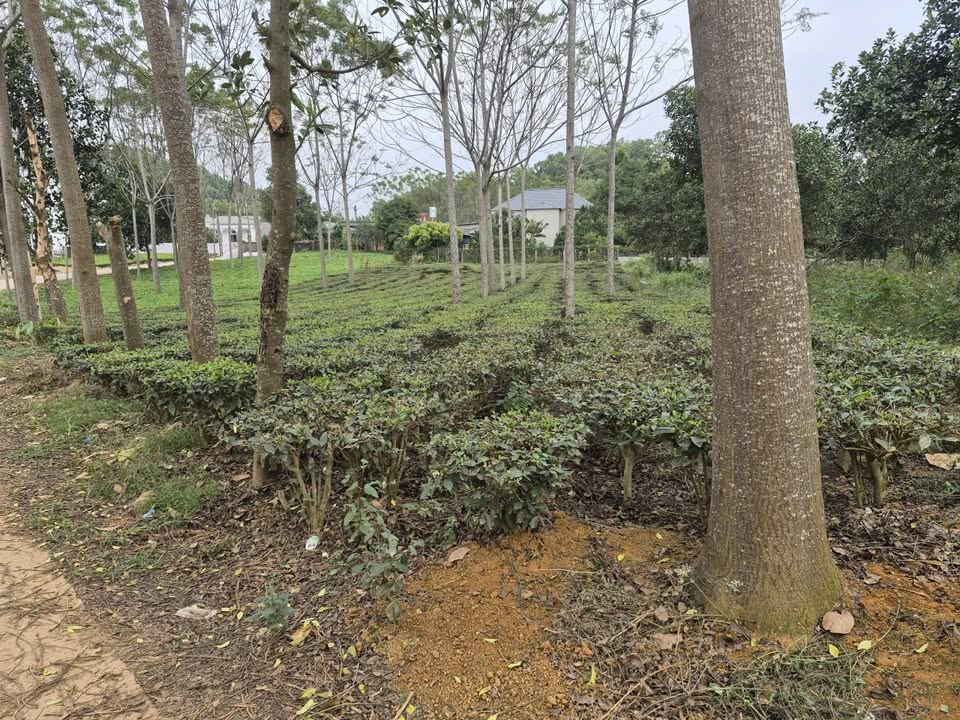 Đất Ba Trại 1440m² giá 4.32 tỷ - Cơ hội đầu tư không thể bỏ qua!