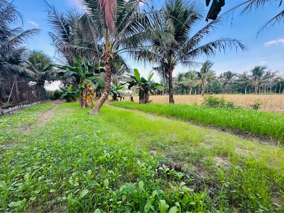 Đất nền Diên Sơn, Diên Khánh 2000m² giá 2.3 tỷ - Tiềm năng chia lô 4 nền!