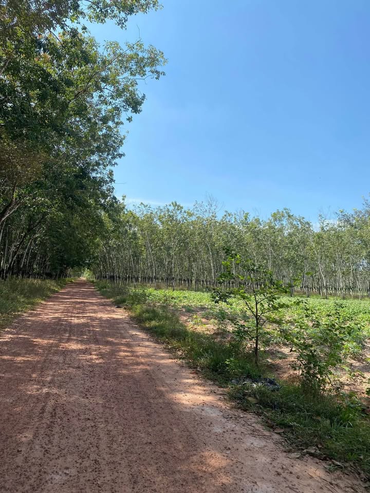 Đất nền Định Hiệp Dầu Tiếng 2968m² giá thỏa thuận - Cơ hội đầu tư hấp dẫn!