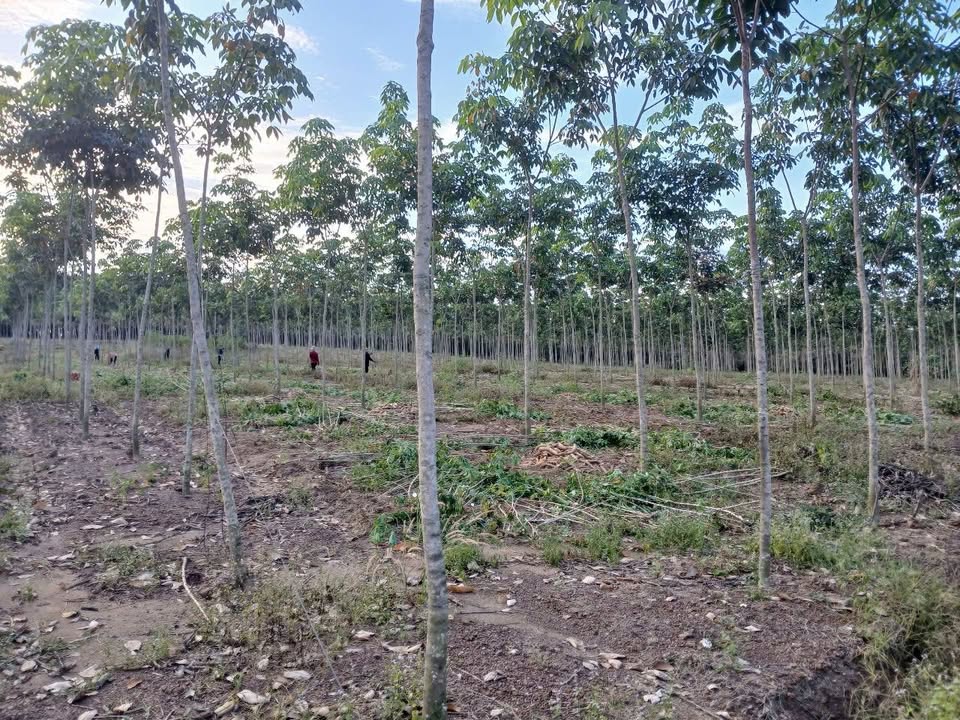 Đất nông nghiệp 3ha tại Tân Hòa, Đồng Phú giá 7 tỷ - Cơ hội đầu tư tuyệt vời!