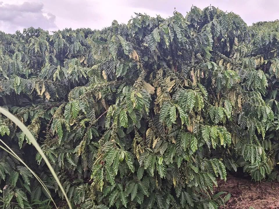 Đất nền Tân Thanh Lâm Hà 50.000m² giá 1.8 tỷ - Cơ hội đầu tư tuyệt vời!