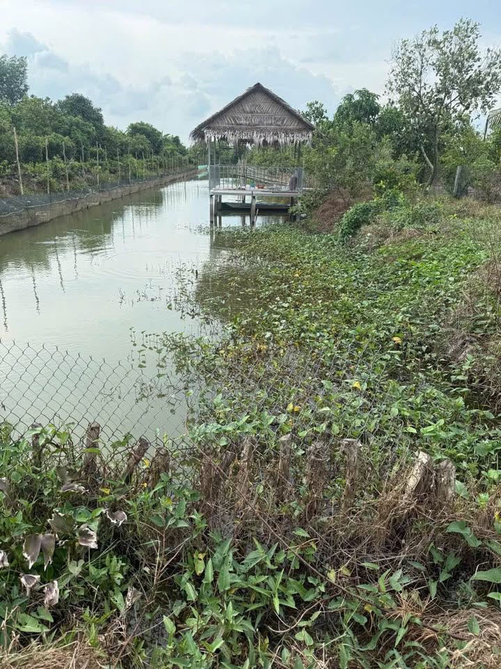 Đất vườn Mỹ Ngãi 1635m² giá 1.2 tỷ - Gần sông, thuận lợi nuôi cá