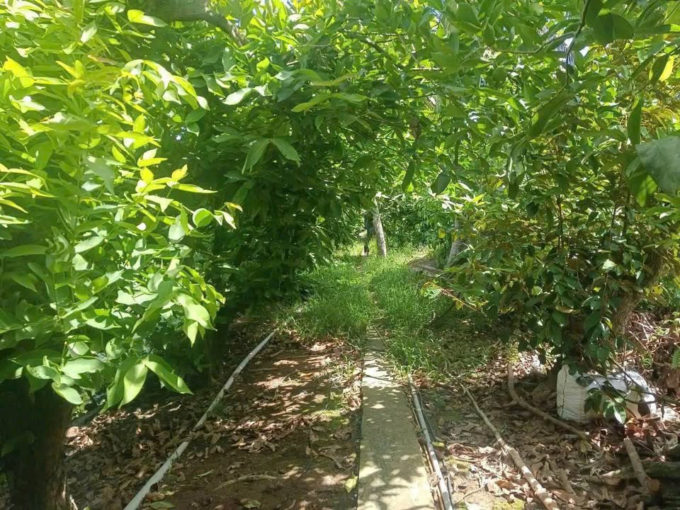 Đất vườn Hòa Hưng Cái Bè 1700m² giá 1.3 tỷ - Tiềm năng đầu tư sinh lời