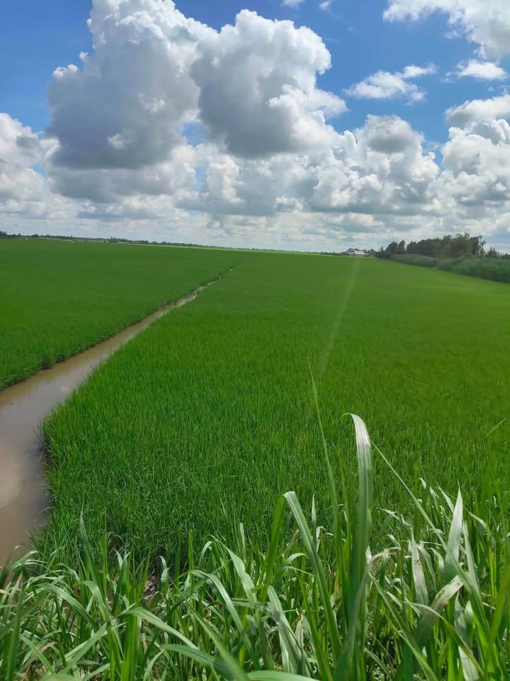 Đất ruộng Hưng Thạnh Tháp Mười 50000m² giá 7 tỷ - Mặt tiền 450m hấp dẫn!