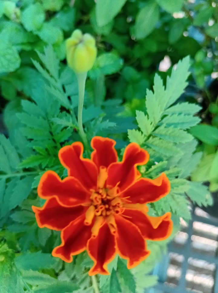 Đất nền 1466m² tại ấp Hoà Mỹ, Cao Lãnh chỉ 1 tỷ - Khu nghỉ dưỡng lý tưởng!