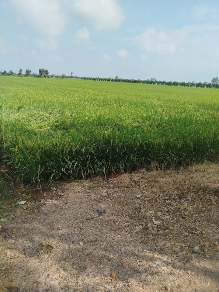 Đất lúa 70.000m² xã Ba Sao, Đồng Tháp - Mặt tiền 30m, Giá 2.3 tỷ, Thương lượng!