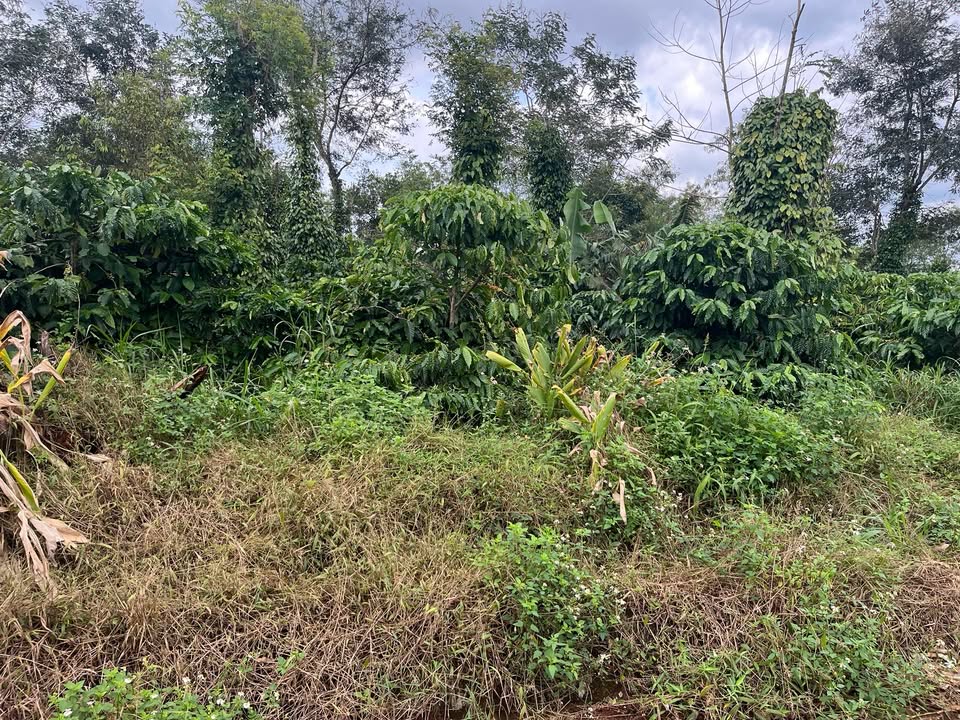 Đất rẫy Ea Hồ Krông Năng 14,400m² giá thỏa thuận - Cơ hội đầu tư tuyệt vời!