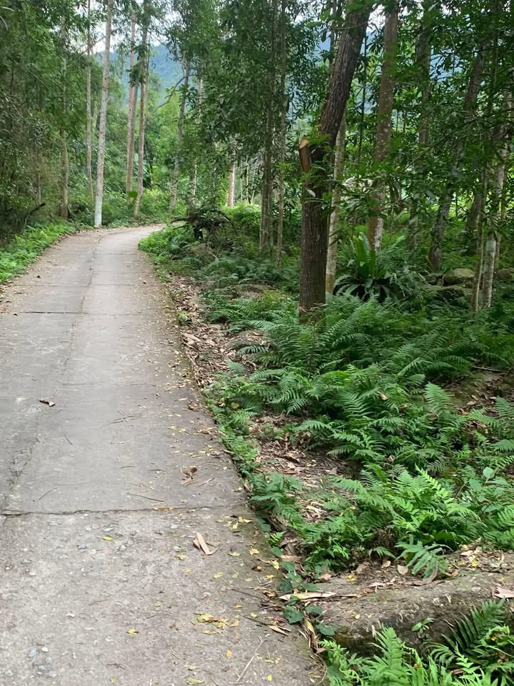 Đất nền Phương Tiến, Vị Xuyên 1437m² giá 650 triệu - Cơ hội đầu tư lý tưởng!