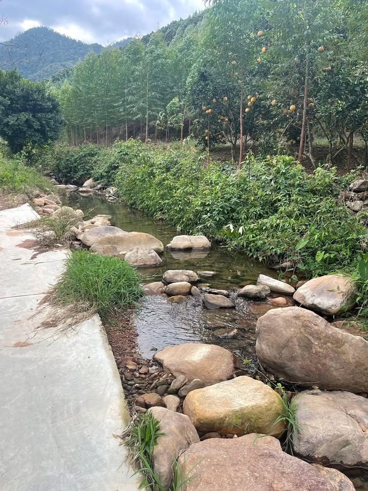 Đất vườn 20000m² tại Huyền Sơn, Bắc Giang giá chỉ 3 tỷ - Đầu tư sinh lời ngay!