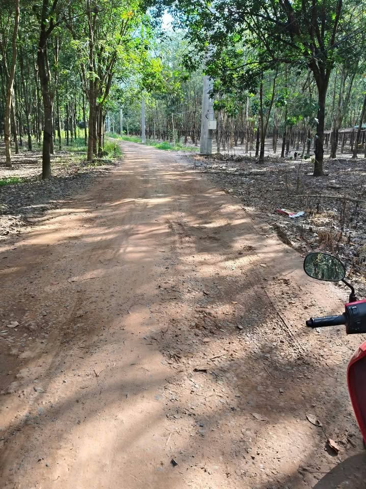 Đất nền Tân Hội Tân Châu 20,000m² giá 2.3 tỷ - Đầu tư sinh lời cao!