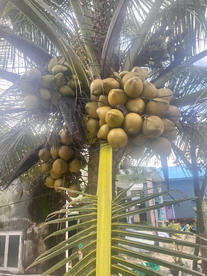 Đất nền mặt tiền đường Thanh Niên, Tam Tiến, 100m² - Giá chỉ 1 triệu/m²!