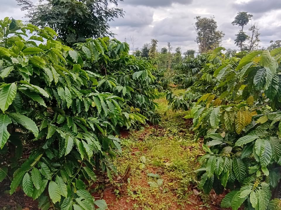 Đất Farm 2.7 sào tại Ea Ning, Cư Kuin - Giá chỉ 500 triệu, đầu tư sinh lời!