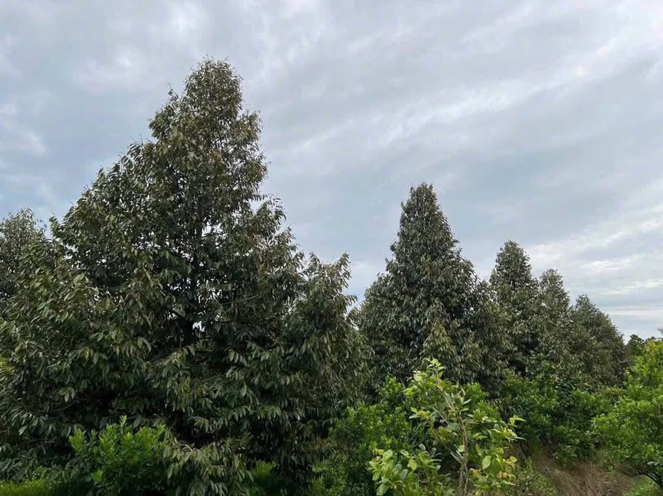 Đất nền Ấp Tiên Tây Thượng, xã Tiên Thuỷ 2026m² giá 2.7 tỷ - Vị trí đắc địa gần trung tâm!