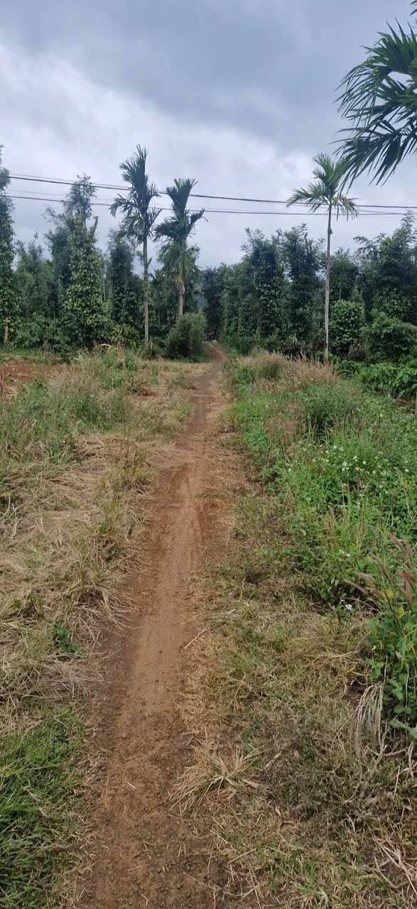 Đất nền thôn 86, xã Ea Tiêu, huyện Cư Kuin, 1125m² giá 1.1 tỷ - Đầu tư sinh lời!