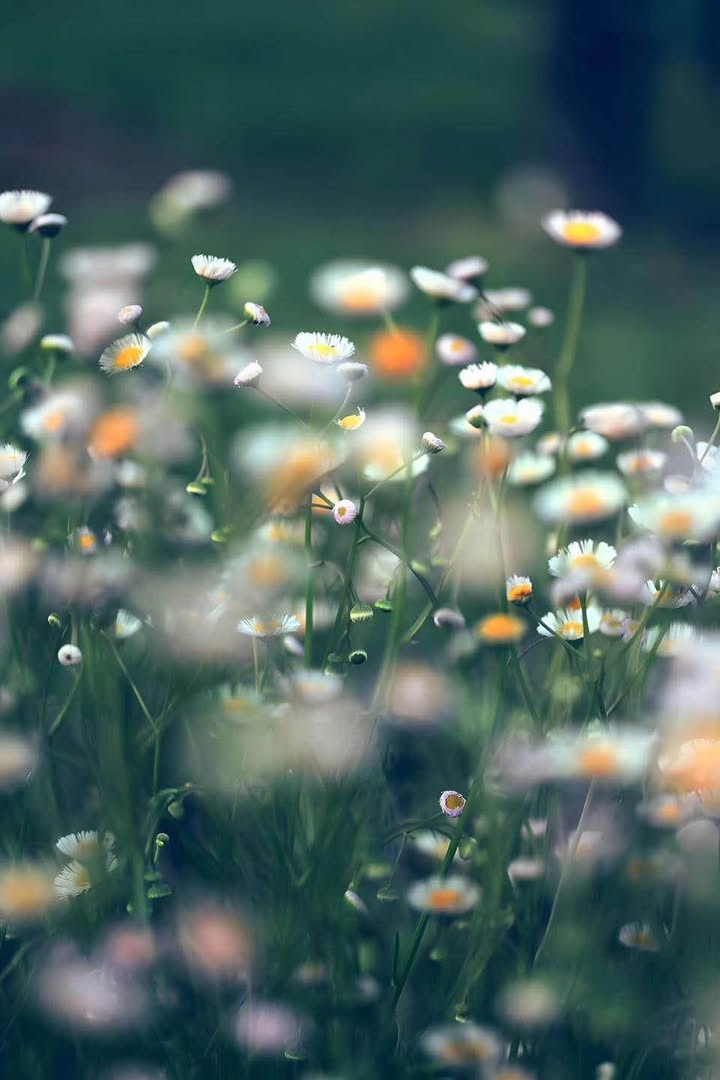 Đất liền kề Nguyễn Cư Trinh, Quảng Ngãi 1.095,5m² - Cơ hội đầu tư tuyệt vời!