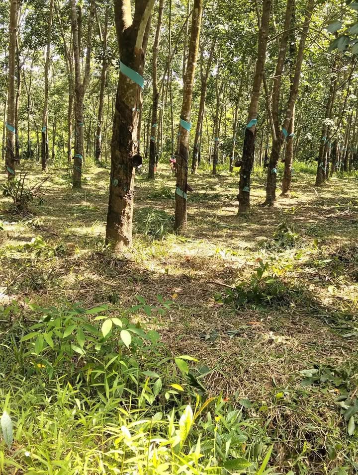 Đất Farm Bù Gia Mập 1,35ha giá 1,6 tỷ - Đầu tư sinh lời bền vững!