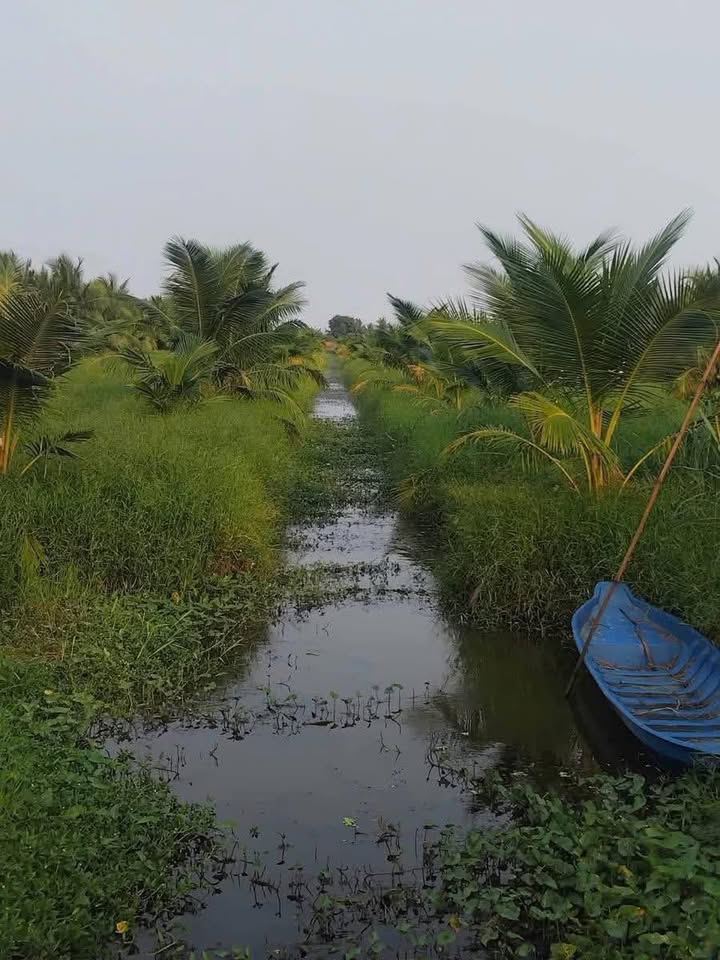 Đất trồng dừa 3,3 công tại Mỹ Nhơn, Ba Tri - Giá 240 triệu - Đầu tư sinh lời!