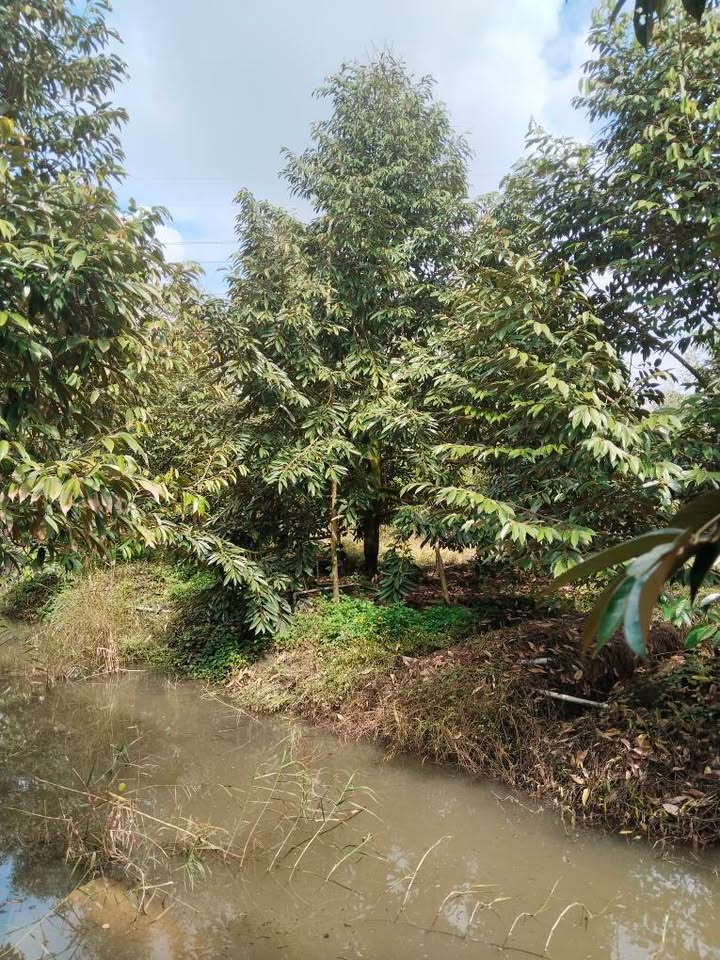 Farm sầu riêng 20.000m² tại Mỹ Hiệp, Đồng Tháp giá 11.55 tỷ - Đầu tư sinh lời hấp dẫn!