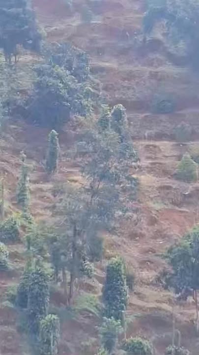 Đất rẫy 2ha tại Đắk Ha, Đăk Glong giá 1.4 tỷ - Cơ hội đầu tư hấp dẫn!